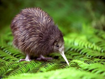 Willowbank Wildlife Reserve