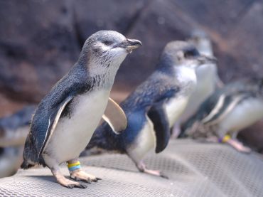 International Antarctic Centre